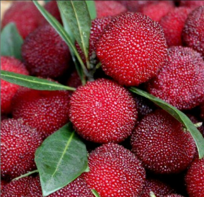 杨梅有农药味道怎么洗,杨梅里面的虫子真的能洗干净吗