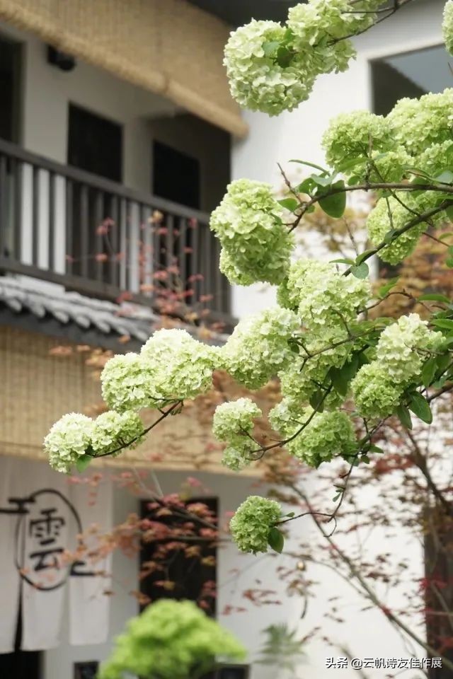 云帆诗会2019年第10期,云帆诗会第398期