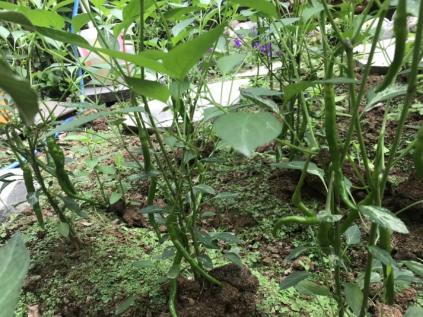 种菜的乐趣的古诗,农村小院种菜的诗句