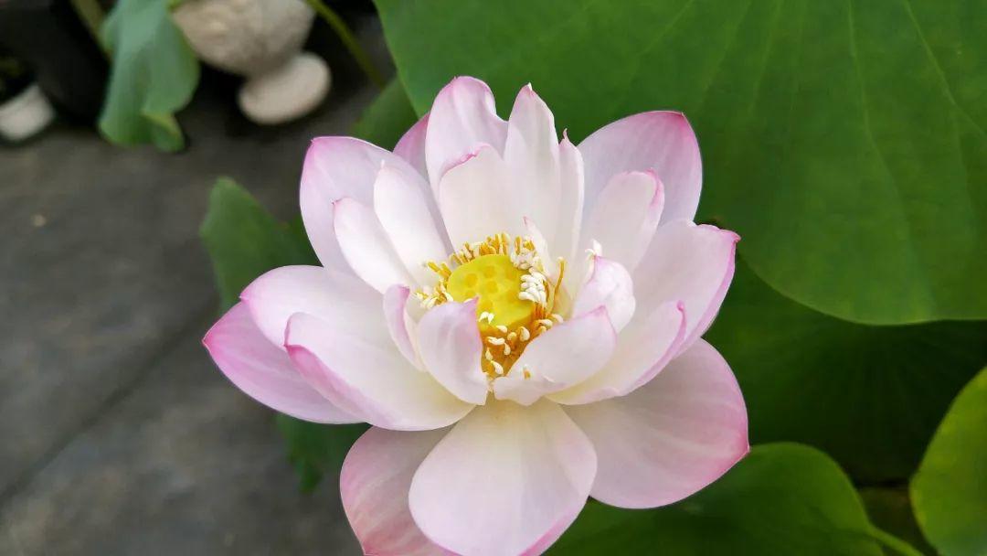 碗莲开花后的种子还可以用吗,碗莲种子种的第一年能开花吗