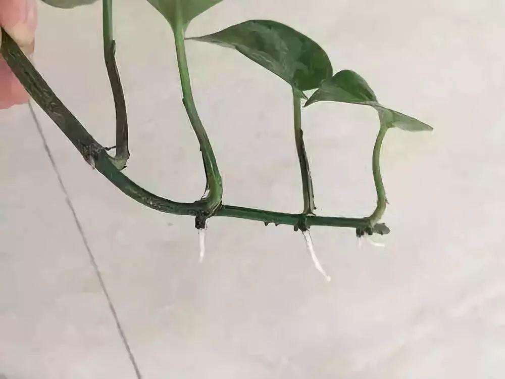 扦插的绿萝怎么才能快速爆盆,绿萝扦插方法和注意事项