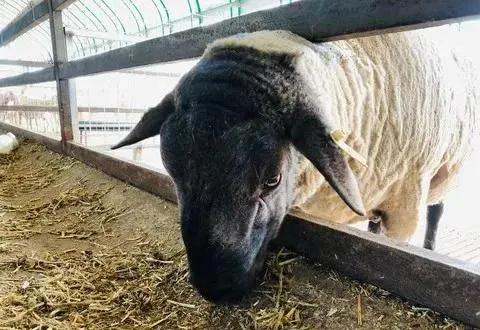 国家农村养殖户免息贷款怎么申请,农业养殖贷款免息要什么条件