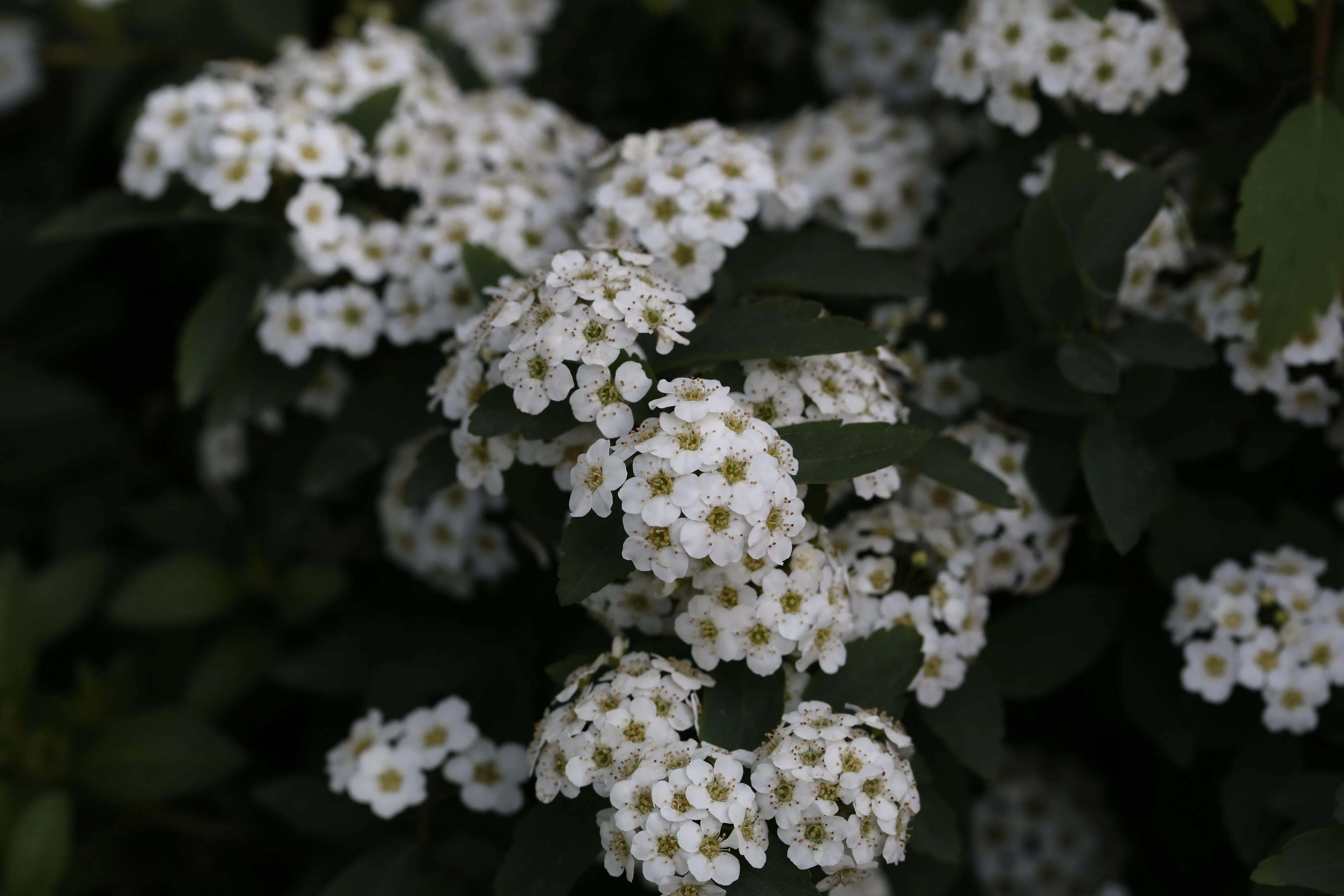 西溪湿地花朝节花草集（2）