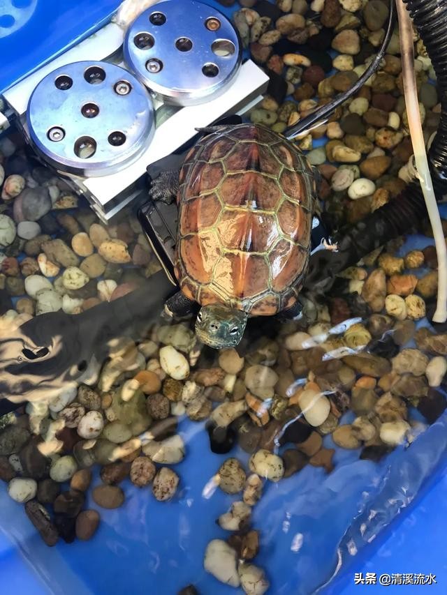 乌龟腐皮腐甲自愈过程,乌龟又腐甲又鼓包怎么办