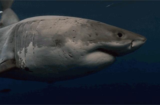 2023鬼吹灯南海归墟在线观看免费,鬼吹灯之南海归墟恨天族