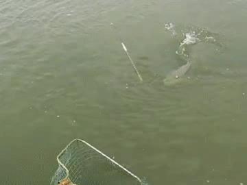 钓草鱼的最佳饵料比例,钓草鱼技巧与多种饵料选择