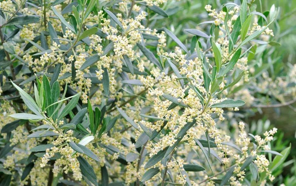 各国国花及花语英文,世界各国的国花资料