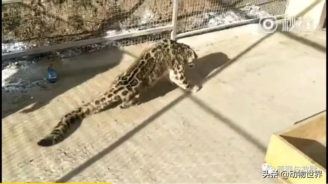 二十年春雨,春雨十年小说