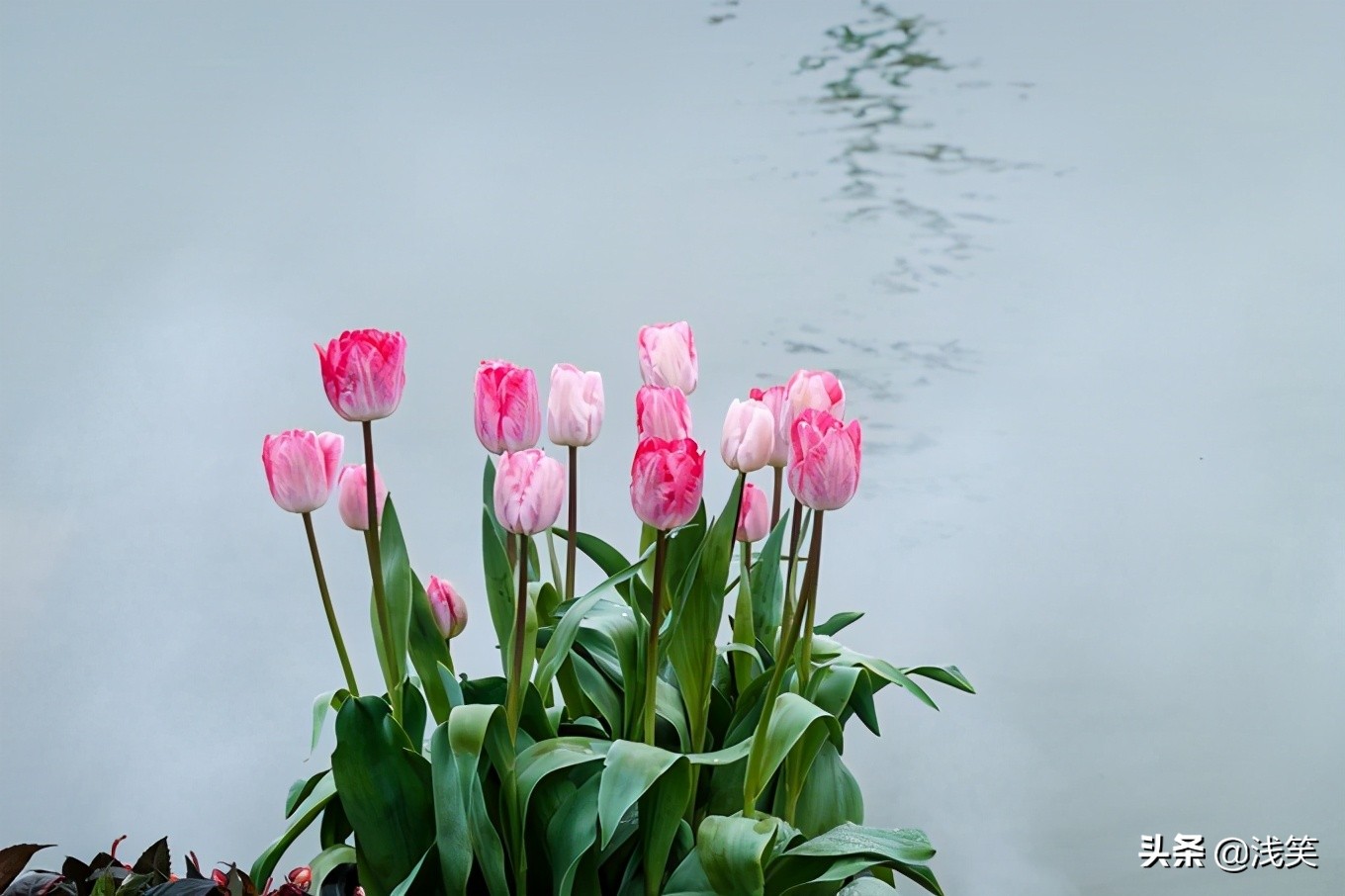 芬芳之人方能遇到芬芳之心，郁金香开成了荷兰花海
