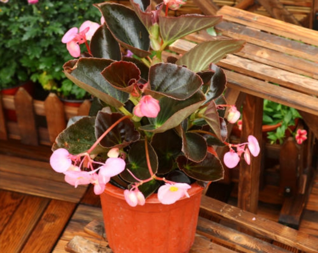 怎么才能让四季海棠开花多,四季海棠只长叶不开花怎么办