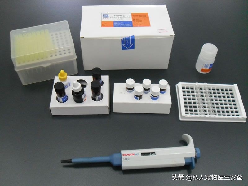 狗狗意外怀孕怎么办