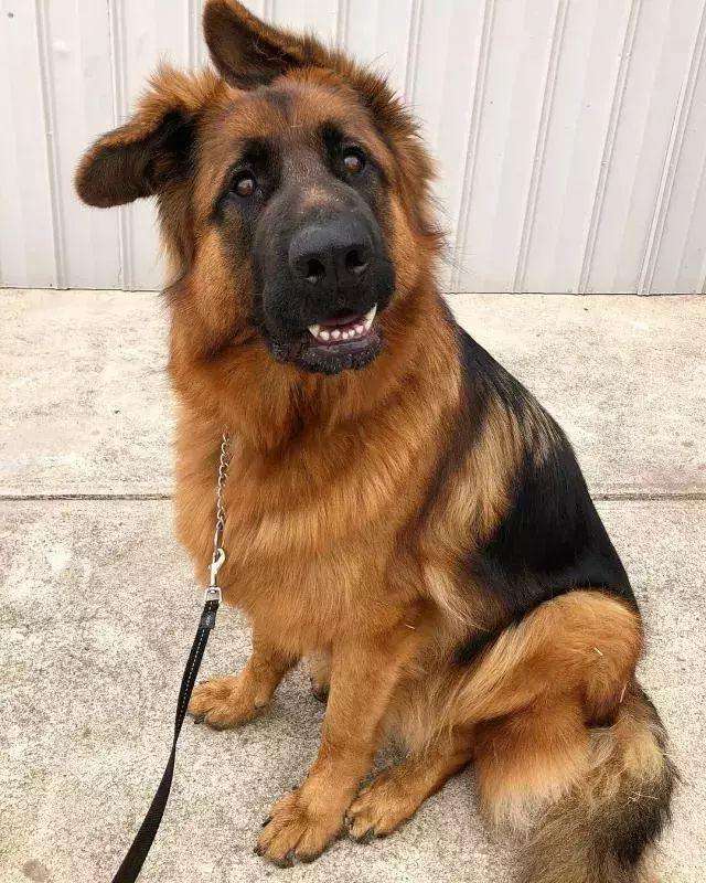 德牧小时候耳朵是不是竖起来的,德牧是最帅的狗