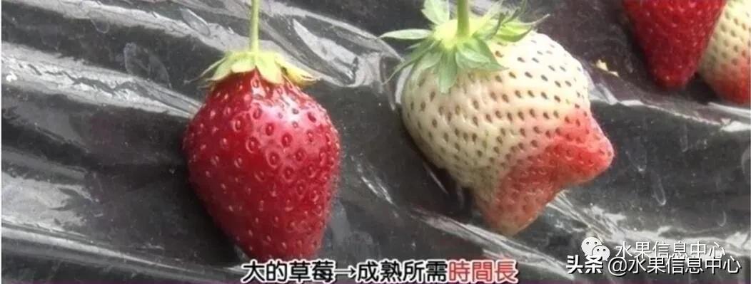 日本水果店怎么挑选,正宗日本水果店