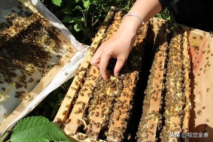 大山深处坚守42年养蜂人,金寨土蜜蜂养殖