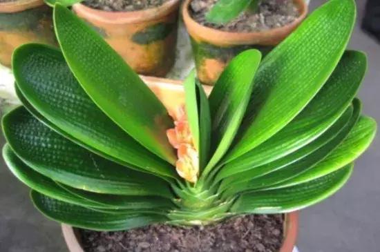 君子兰盆栽几月份换盆最好,绿植君子兰换土时间及方法