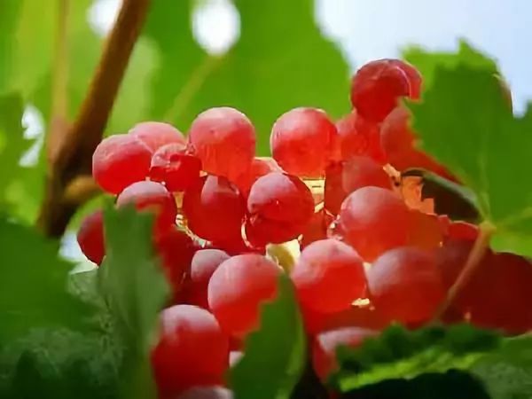 全国各地最全特产,全新疆特产