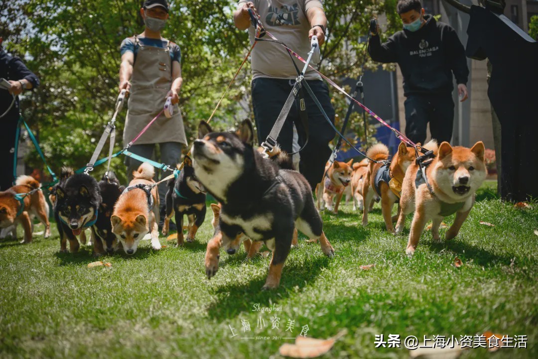 豆柴犬幼犬直播,豆柴是一只非常可爱的小狗