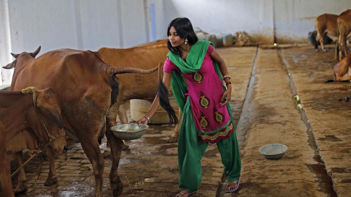 印度用牛尿治疗疫情,印度喝牛尿抵抗新冠肺炎