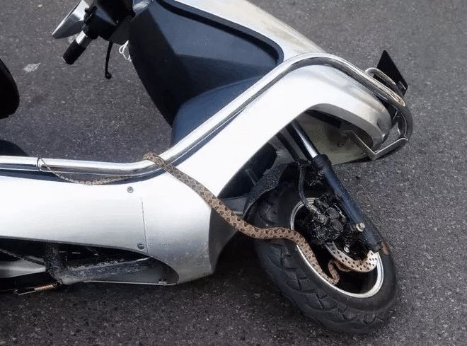 烙铁头蛇重庆,重庆的剧毒蛇