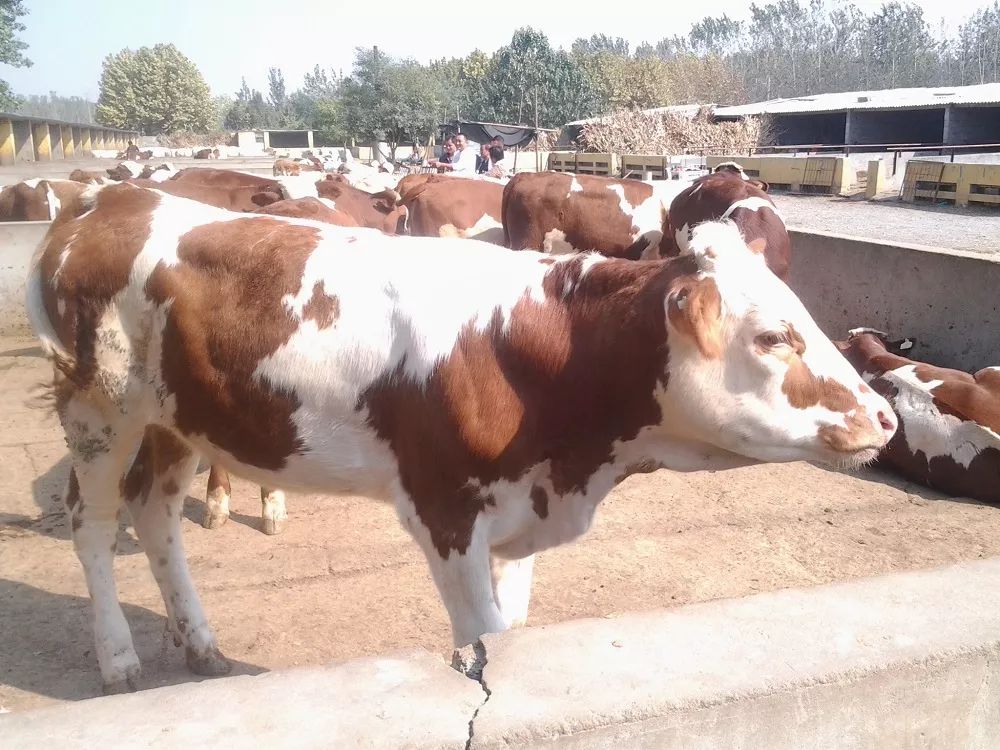 2019十大养殖品种图片,这两年最火的养殖品种