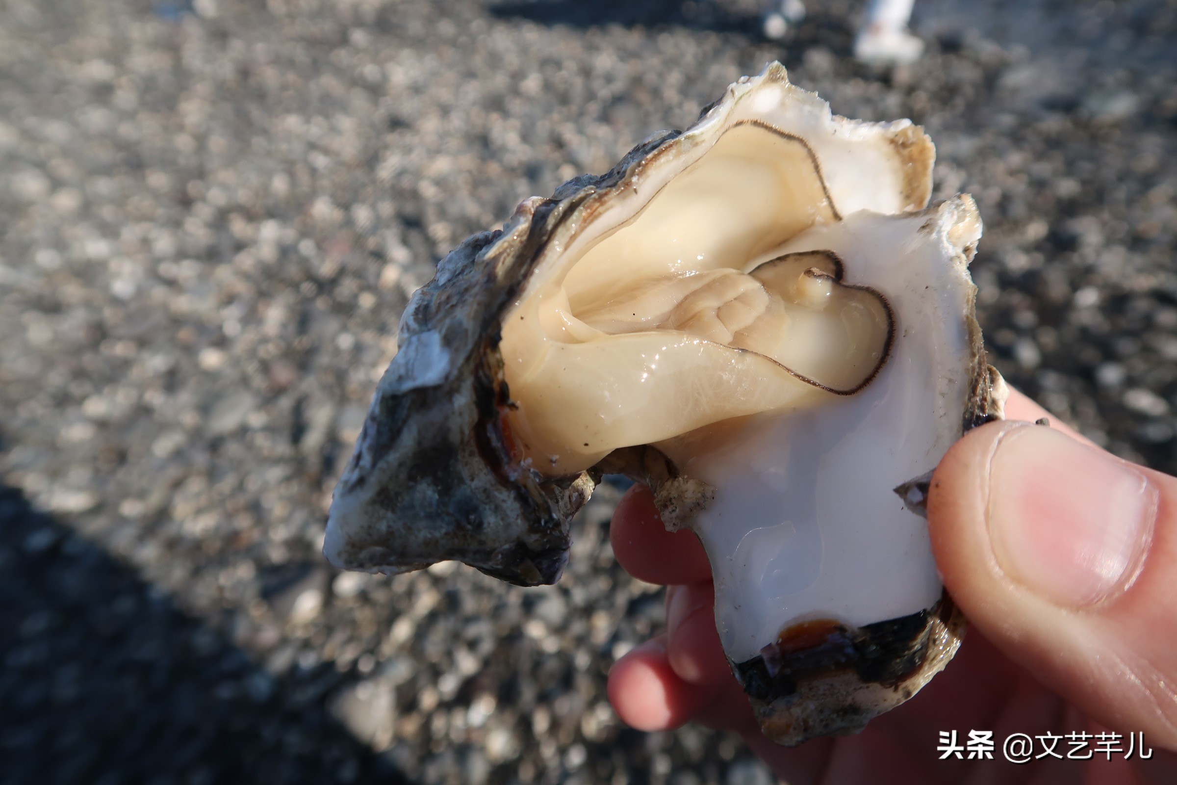 日本佐贺旅游攻略视频,日本滋贺一日游