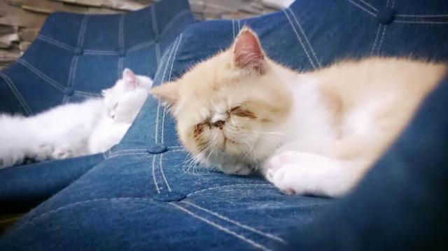 养猫人必须知道的八件事,养猫人必须知道的几件事