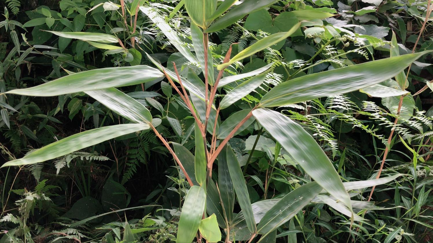 包粽子需要什么名,包粽子还要放什么材料吗