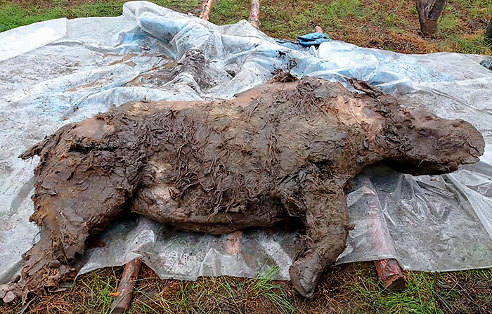 南极发现史前生物猛犸象,科学家从冻土中发现猛犸象