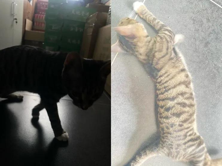 鑻规灉鎵嬫満寰崟鏁堟灉,iphone浠ｆ浛寰崟