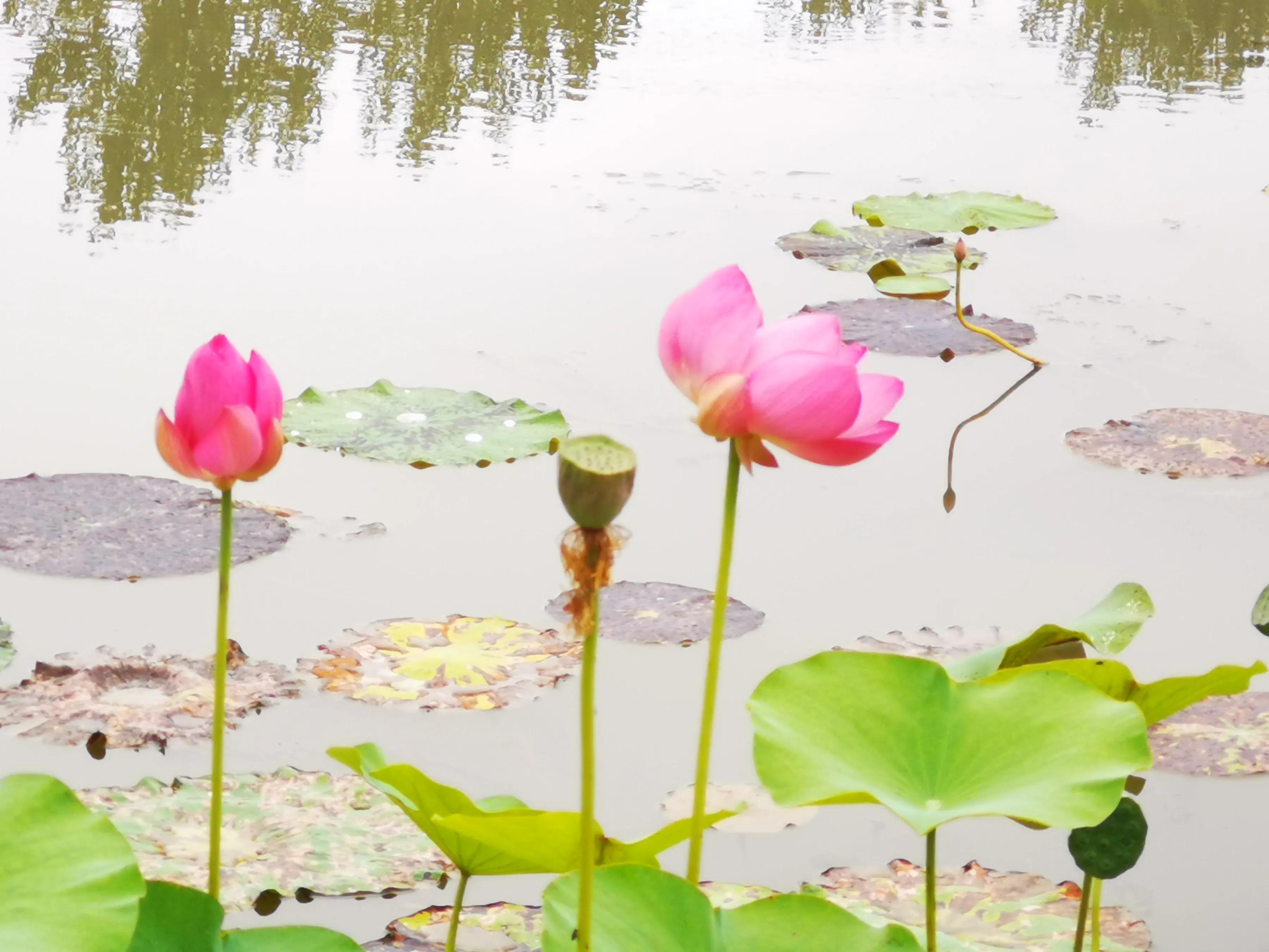 手拍世界作品集402期,2022年世界手机摄影大赛征稿