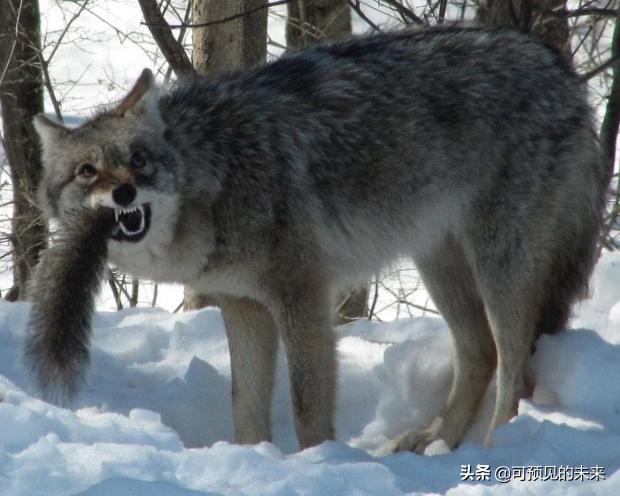 大自然的奇妙之处写话,大自然的奇妙之处作文350字