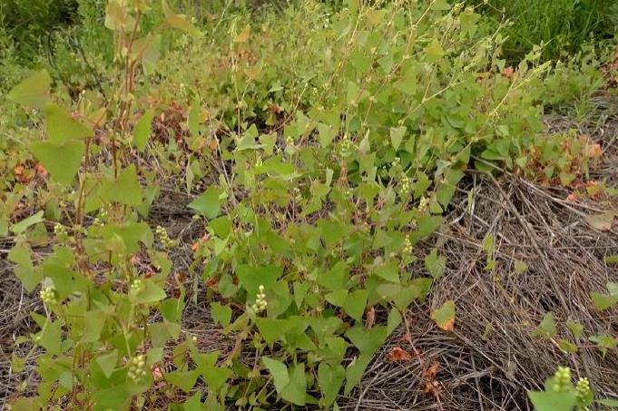 农村治毒蛇草药,毒蛇的克星野草