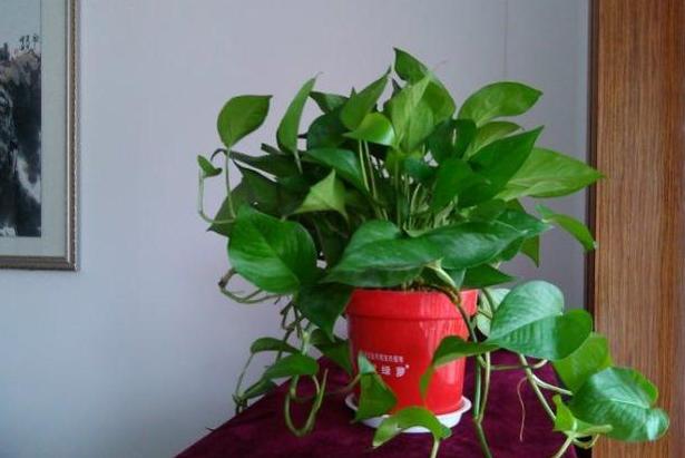 锯末发酵的养花肥料有哪些,喜欢养花就避免不了虫害