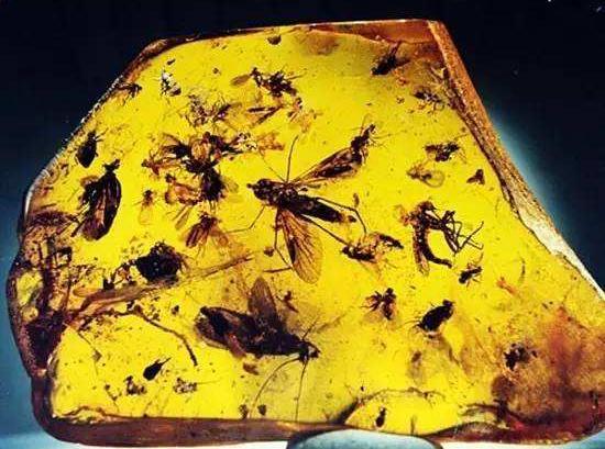 史无前例！一滴松脂让2只“交配”的苍蝇，4100万年后成围观对象