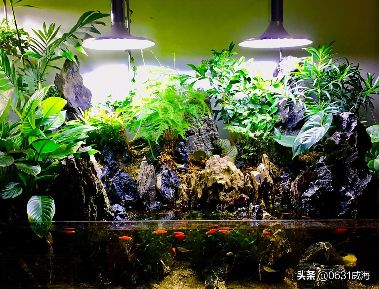 自来水养水草，无须考虑太多，基本的装备，就可轻松养草