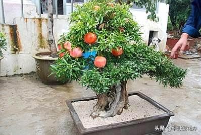 果树如何提前开花提前挂果,盆栽快速挂果的果树