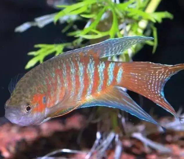 宠物鱼小型鱼教学,100种常见宠物鱼大全