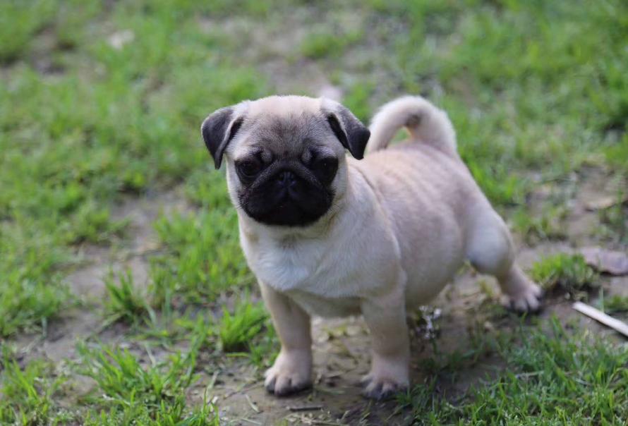 建议穷人养的10种宠物狗推荐,哪种宠物狗好养不易生病