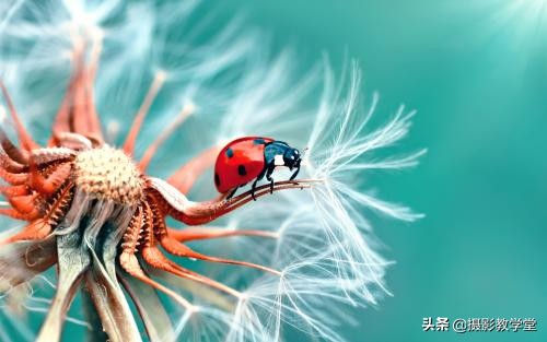 相机拍照应该如何选择对焦点,相机对焦怎么样设置最中间对焦点