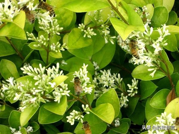 蜜蜂诗句赏析100首,蜜蜂诗精选一首