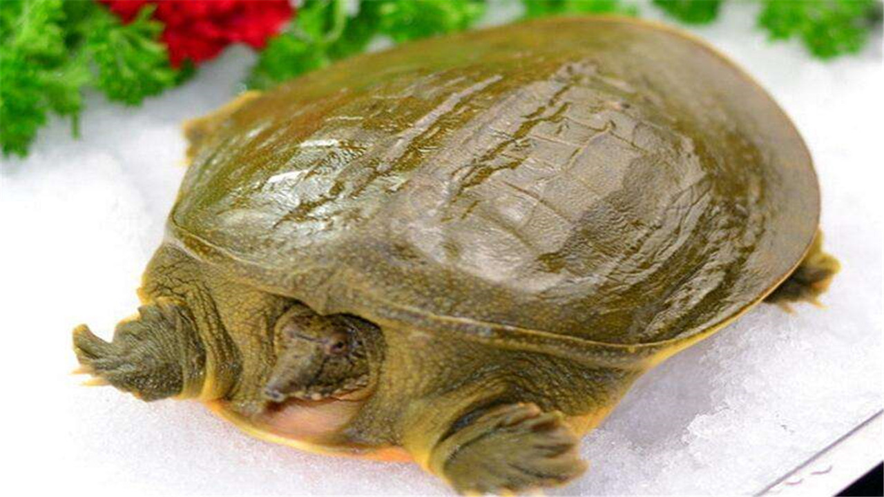 甲鱼养殖池的建造方法视频,甲鱼养殖池建造程序