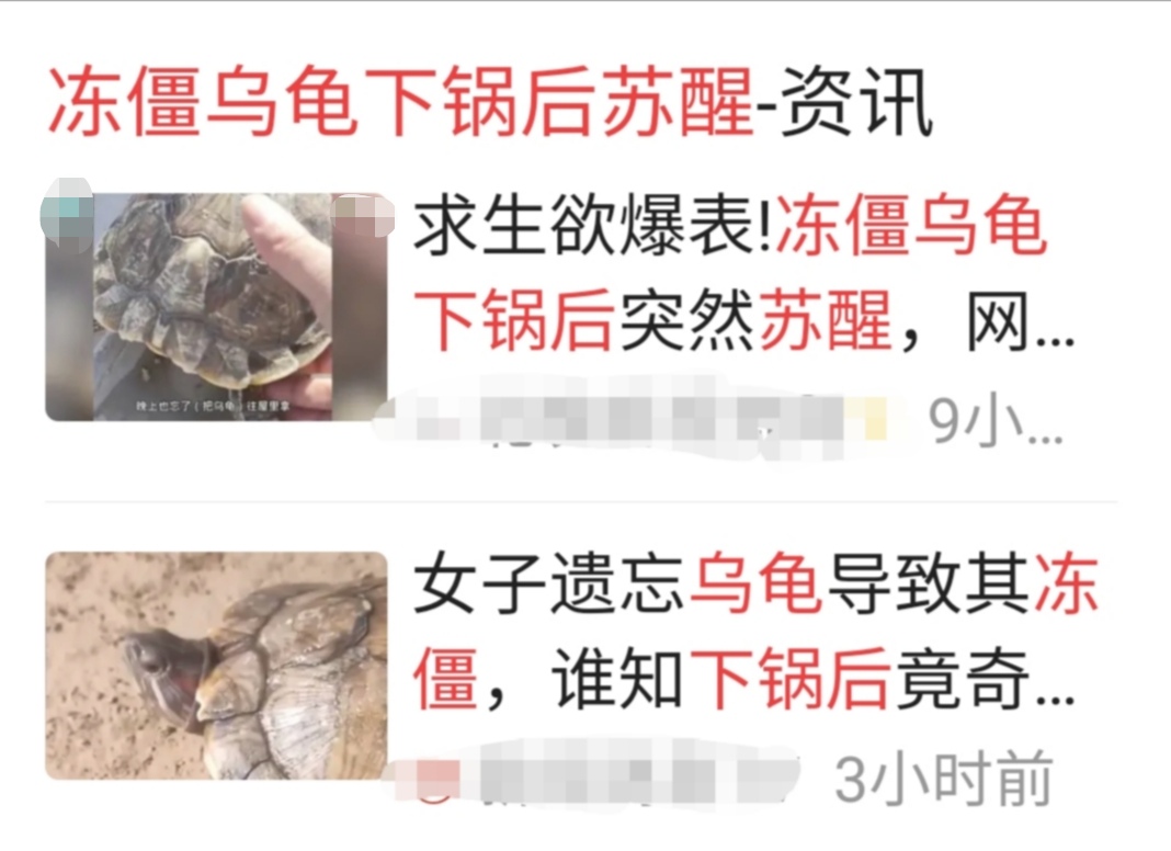 刚出壳的巴西龟一年能长多大,巴西龟的生长能力有多强