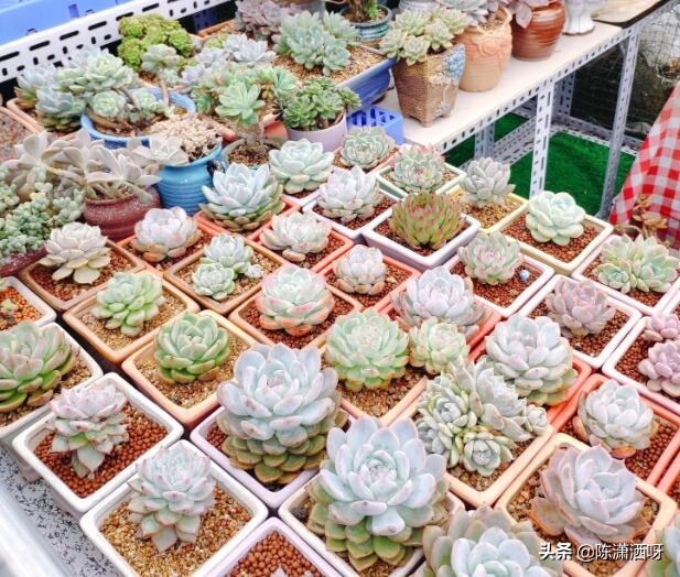 常见花卉花盆图片大全,各种花盆的优缺点图片介绍