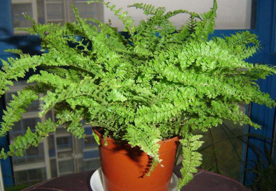 家庭养什么花消除甲醛好,房屋养什么花能除甲醛