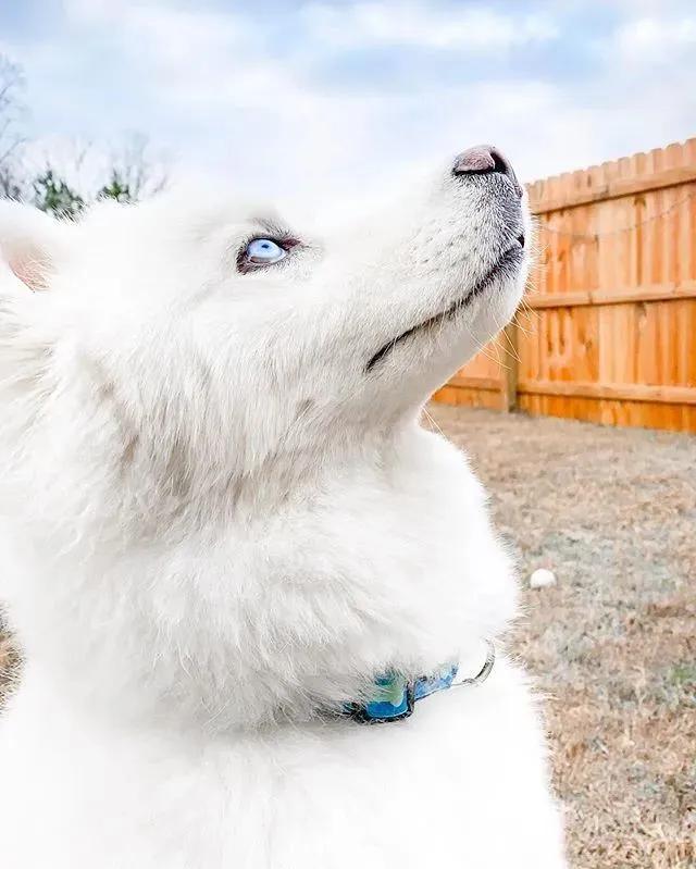 网友家的狗出门常被认错，二哈：“你才是萨摩，老子是哈士奇！”