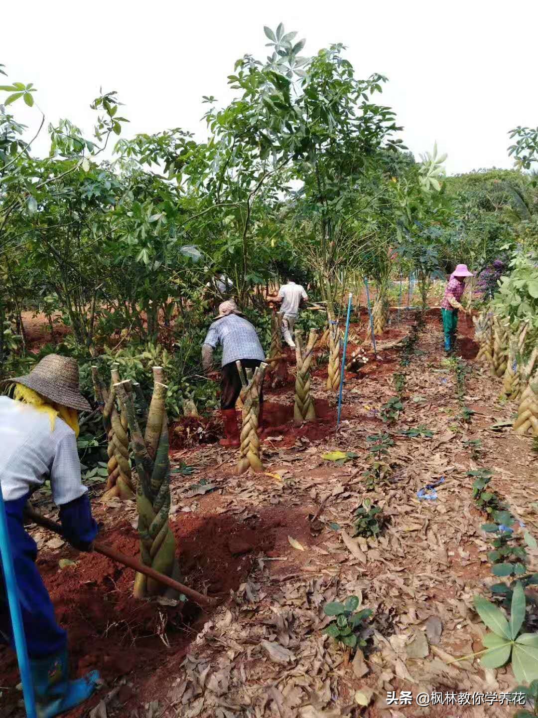发财树怎样管理长得快,发财树的管理方法和注意事项