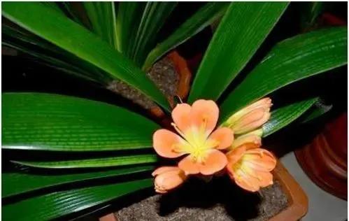 黄豆可以和淘米水放一起做花肥吗,淘米水如何用于养花教你一学就会