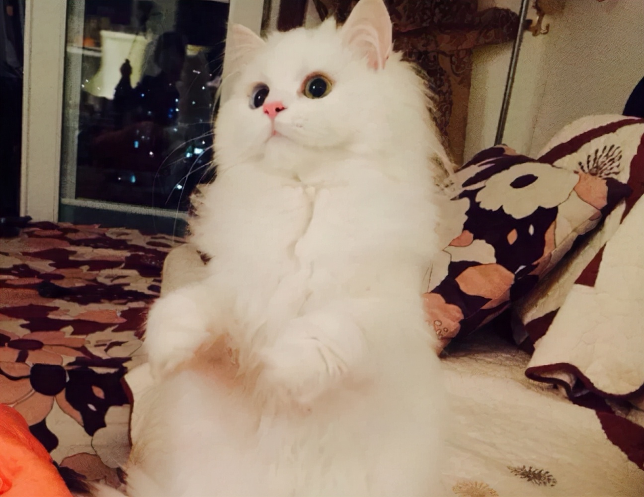 母猫交配后为什么会满地打滚，转过头攻击公猫？