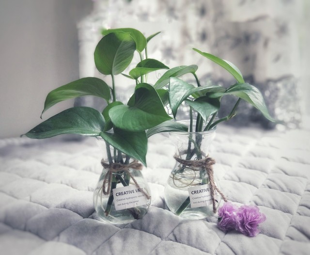 室内小盆栽植物绿萝,植物绿萝有什么寓意