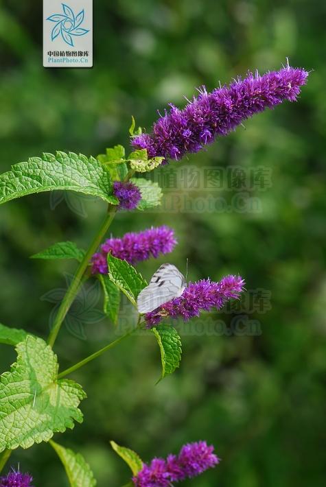 藿香正气液一日几次,中草药藿香日常使用方法